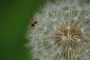 Discovering the Joys of Macro Photography